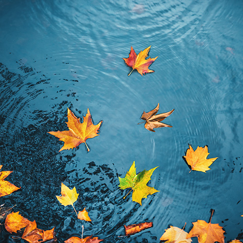 autumn leaves floating on water